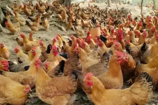 了解养鸡需办手续流程的方法和重点?养鸡要做好哪些开办手续办理?插图2 了解养鸡需办手续流程的方法和重点?养鸡要做好哪些开办手续办理?插图2