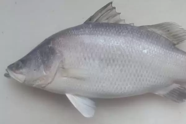 图片[2]-尖吻鲈的原产地 ,尖吻鲈原产于哪些地方-会东网