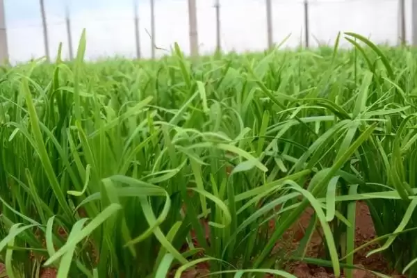 韭菜的种植方法 ,韭菜出苗后浇水频率是怎样的呢?插图4 韭菜的种植方法 ,韭菜出苗后浇水频率是怎样的呢?插图4
