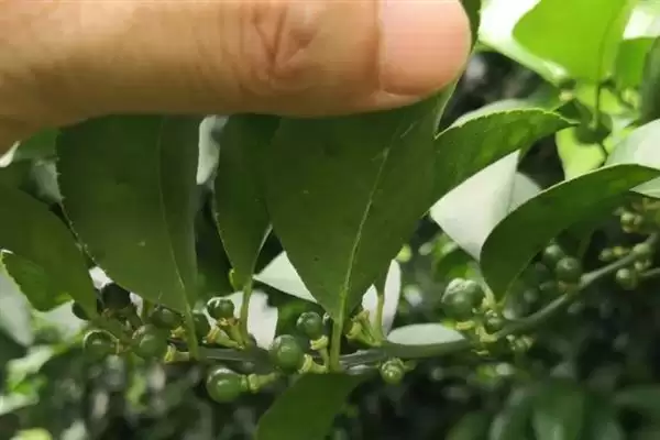 图片[5]-柠檬苗修剪技巧：夏季抹芽放梢的成长秘诀-会东网