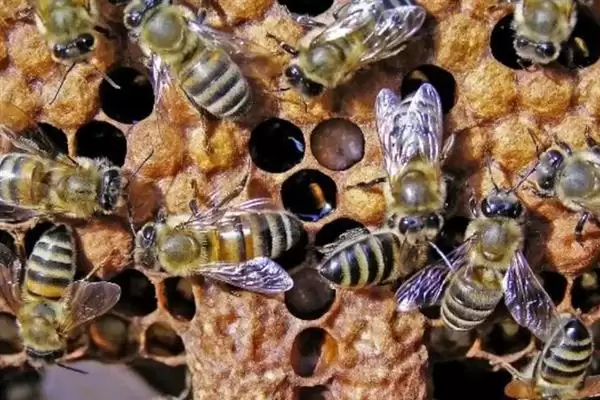 蜂王网购回来后如何介王，关入介王器中并喷洒蜂蜜水、待蜂群接受蜂王后再释放插图4