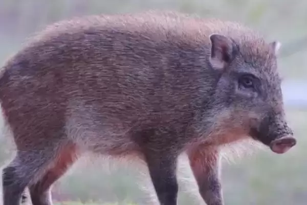 防治野猪呼吸道疾病的方法和重点？养猪要做好哪些疫病防控细节？插图1