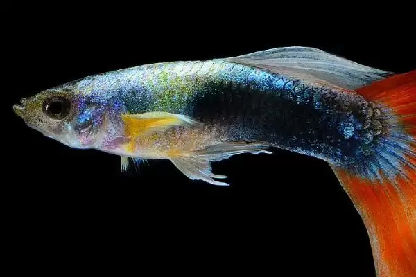 图片[2]-孔雀鱼对黑壳虾的食性 ,孔雀鱼吃黑壳虾是普遍现象吗？-会东网