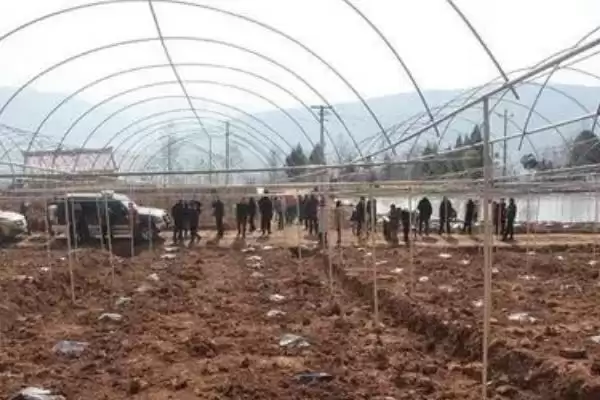 图片[4]-如何种植软枣猕猴桃？种植软枣猕猴桃要遵循哪些科学的种植流程？-会东网