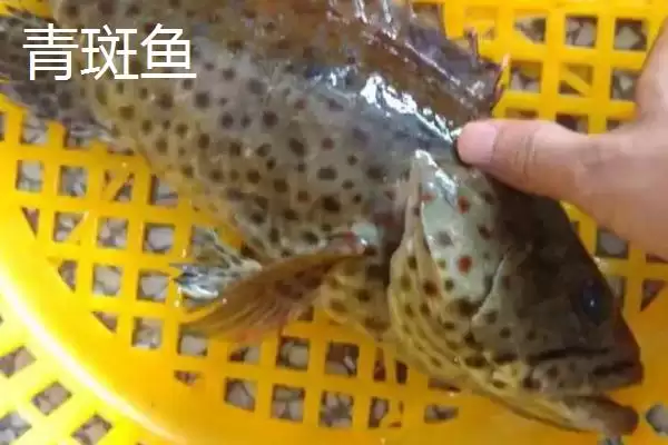 图片[2]-青斑鱼和石斑鱼的区别详述：生活环境、价格、外观全对比-会东网