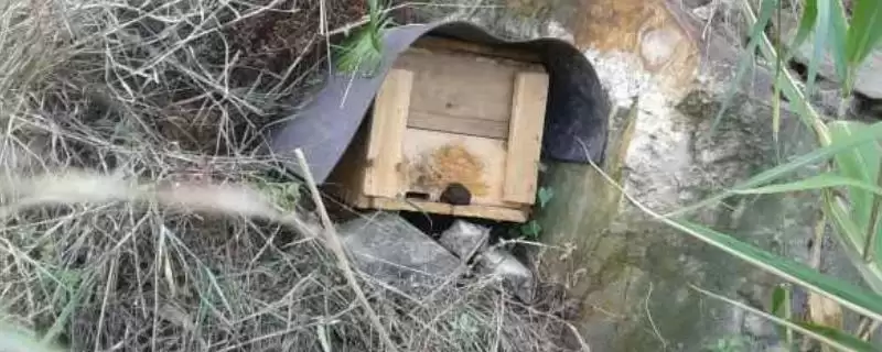 南方如何诱蜂及注意事项,利用蜂蜡可吸引侦查蜂-会东网