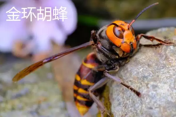 图片[2]-毒蜂的种类，常见以下10种-会东网
