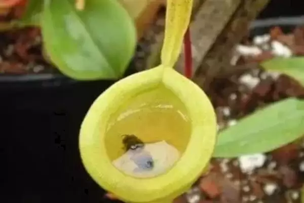 养殖猪笼草的方法和重点?养猪与特色植物养殖有哪些关联细节?插图1 养殖猪笼草的方法和重点?养猪与特色植物养殖有哪些关联细节?插图1