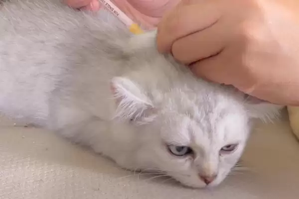 猫支气管哮喘有哪些症状表现 ,猫支气管哮喘急性者呼吸急促等插图3 猫支气管哮喘有哪些症状表现 ,猫支气管哮喘急性者呼吸急促等插图3