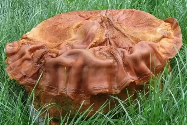 图片[2]-太岁是植物还是动物？判断太岁属性要了解哪些关键的生物特性和分类依据？-会东网
