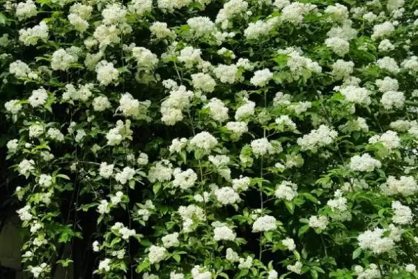 图片[5]-喜阳不怕晒植物集合：荷花、茉莉花、矮牵牛的阳光生活-会东网