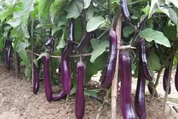 茄子高温季节施氮肥要点：控制施用量的关键因素插图3