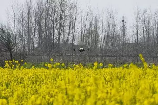 怎么给油菜施肥，脱肥时要补充氮磷肥料插图3