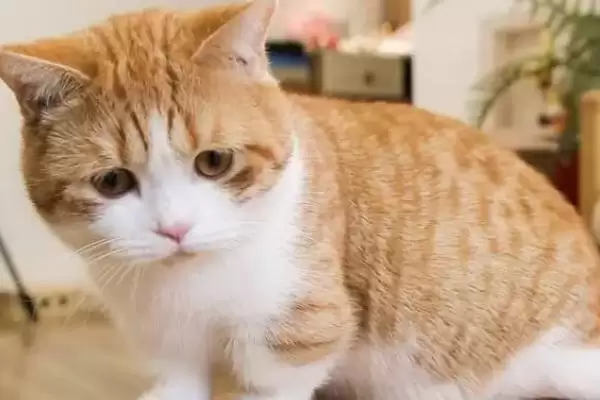 猫咪为什么会吐毛球呢 ,猫咪因毛难消化排出所以吐毛球插图3 猫咪为什么会吐毛球呢 ,猫咪因毛难消化排出所以吐毛球插图3