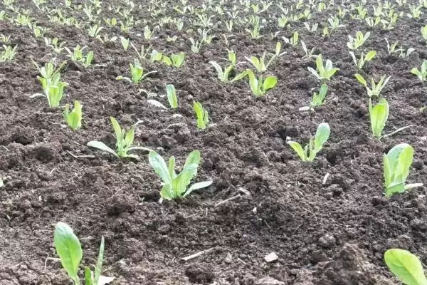 图片[4]-莴笋的种植方法？种植莴笋要遵循哪些科学的种植步骤和管理要点？-会东网