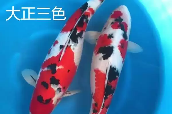 图片[3]-锦鲤的常见品种 ,锦鲤有哪些常见的品种类型呢-会东网