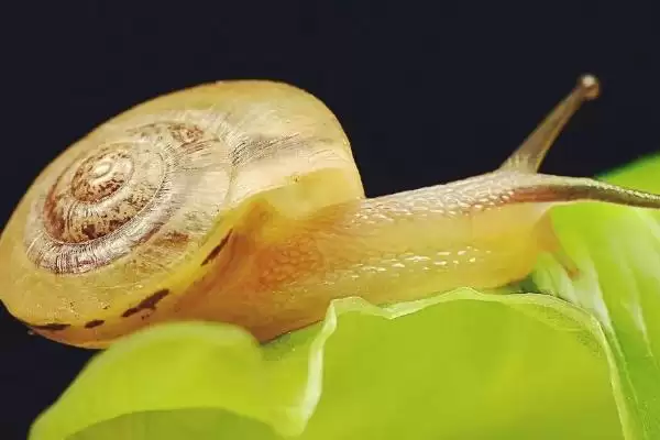 了解蜗牛天敌的方法和重点?探寻蜗牛天敌要做好哪些细节?插图1 了解蜗牛天敌的方法和重点?探寻蜗牛天敌要做好哪些细节?插图1