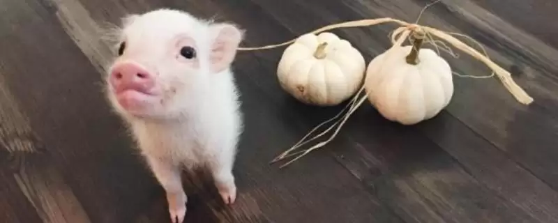 迷你猪到底会不会长大呢 ,迷你猪虽长得慢但最终也是会长大的-会东网