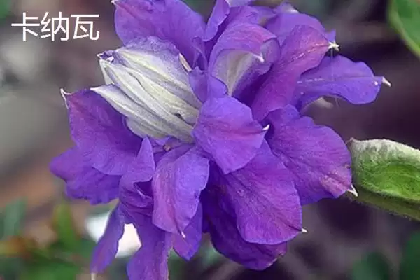 图片[12]-铁线莲的花语？了解铁线莲花语要探究哪些文化象征和寓意内涵要点？-会东网