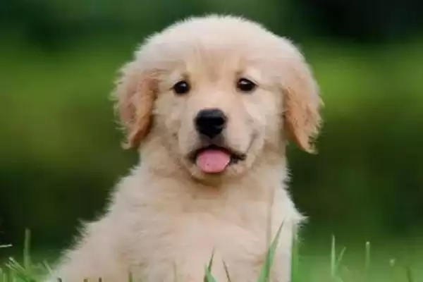 图片[4]-金毛犬开始爆毛的时间 ,金毛一般几个月开始爆毛呢-会东网