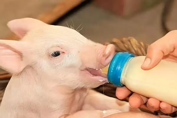 识别新生仔猪正常粪便状态的方法和重点?养猪要做好哪些健康观察细节?插图7 识别新生仔猪正常粪便状态的方法和重点?养猪要做好哪些健康观察细节?插图7