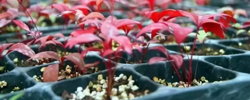 南天竹繁殖小窍门：扦插繁殖的方法与注意事项-会东网