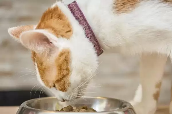 猫反复发烧怎么处理好 ,猫反复发烧先做什么处理插图3 猫反复发烧怎么处理好 ,猫反复发烧先做什么处理插图3