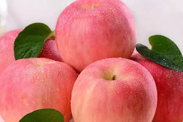 哪里的富士苹果比较好吃,洛川富士苹果海外闻名插图3 哪里的富士苹果比较好吃,洛川富士苹果海外闻名插图3