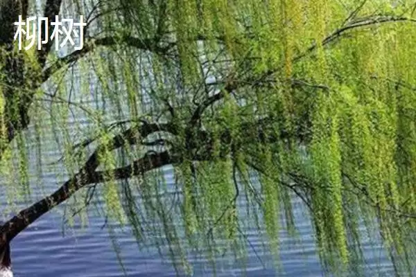 图片[3]-认识学校树木的方法和重点？认识学校树木要做好哪些细节？-会东网