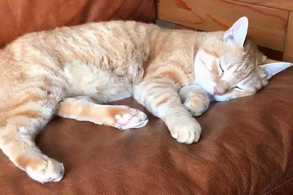 猫咪的睡姿代表了什么含义 ,不同睡姿有不同的意义插图2 猫咪的睡姿代表了什么含义 ,不同睡姿有不同的意义插图2