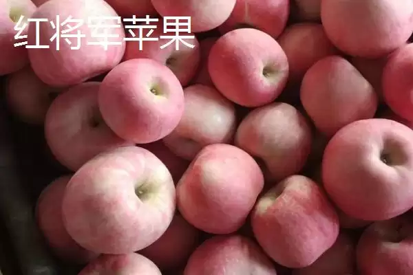 常见的苹果品种，红富士、金帅、红将军等品种较常见插图6