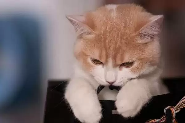 猫咪绝育前要做哪些准备 ,猫咪绝育前要确保不在发情期插图1