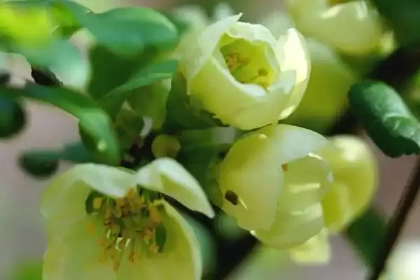 图片[3]-绿色海棠花属于什么品种 ,绿色海棠花是怎样的品种-会东网