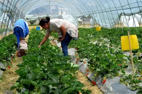 图片[3]-草莓的种植技术，生长温度控制在15-20℃之间为佳-会东网