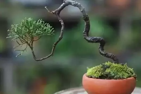 图片[2]-制做盆景的方法和重点？制做盆景要做好哪些细节？-会东网