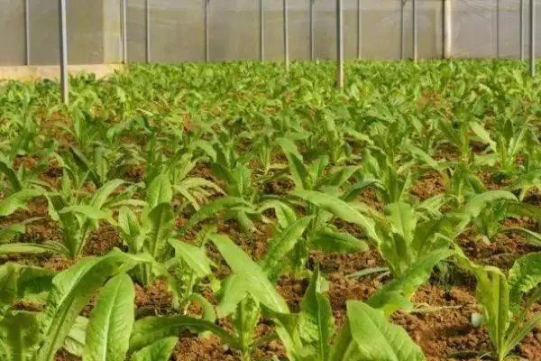 图片[6]-莴笋的种植方法？种植莴笋要遵循哪些科学的种植步骤和管理要点？-会东网