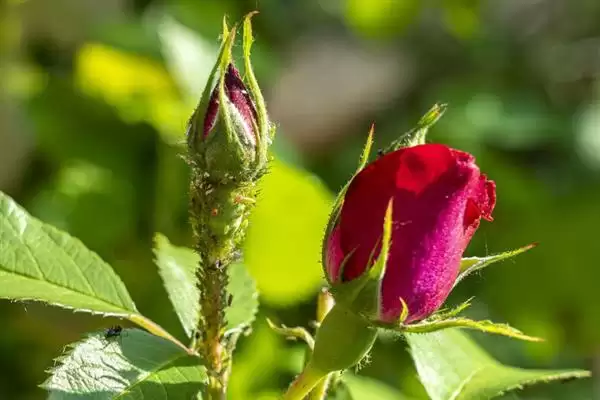 玫瑰花出现很多小虫子怎么处理 ,玫瑰花有虫喷洗洁精溶液可除虫插图5