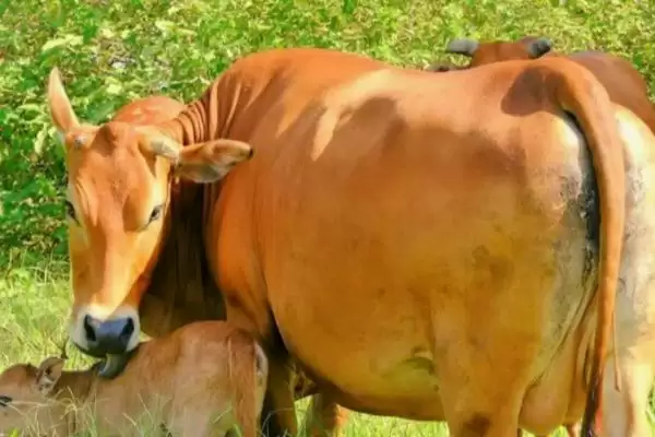 牛无法站立的治疗之道:饲料添加矿物质和微量元素的方法插图2 牛无法站立的治疗之道:饲料添加矿物质和微量元素的方法插图2