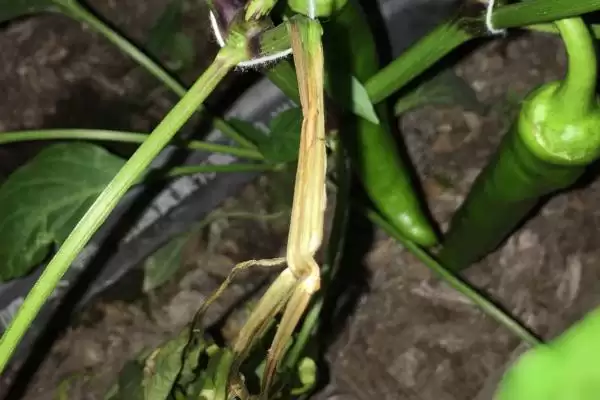 辣椒落花落果落叶的原因 ,辣椒疮痂病如何导致三落现象？插图4