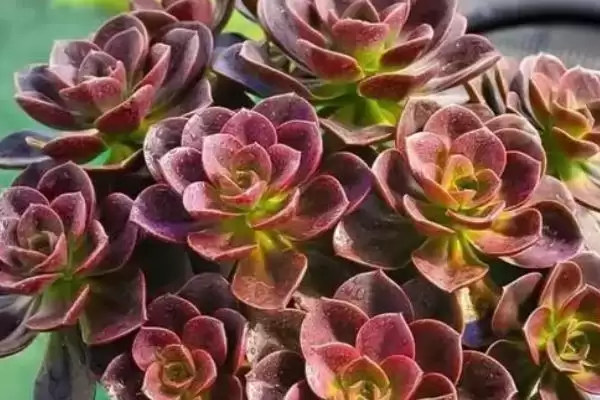 巧克力多肉盆栽注意事项?插图1 巧克力多肉盆栽注意事项?插图1