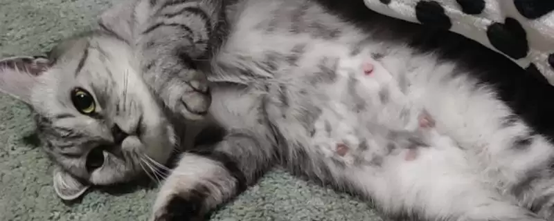 猫生产前会有什么表现呢 ,猫生产前常食欲下降且特别黏人-会东网