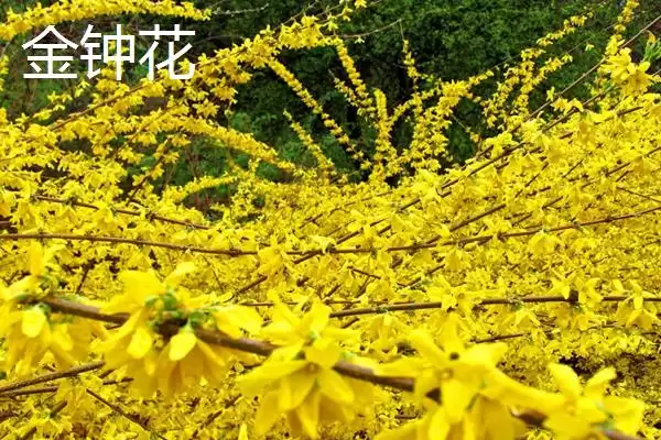 图片[6]-大片金黄的浪漫：结香、黄刺玫、萱草的花卉盛宴-会东网
