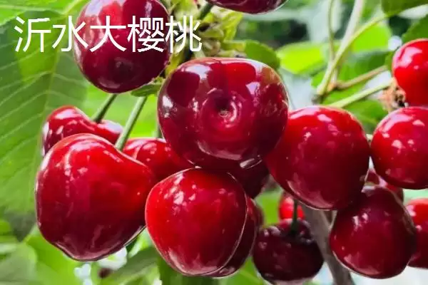 山东临沂市的特色水果,包括蒙阴蜜桃、大店草莓、蒙阴苹果等品种插图2 山东临沂市的特色水果,包括蒙阴蜜桃、大店草莓、蒙阴苹果等品种插图2