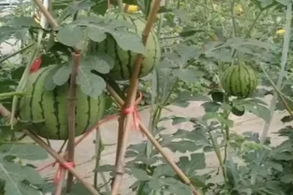 选择能增加西瓜甜度肥料的方法和重点?选西瓜增甜肥料要做好哪些细节?插图3 选择能增加西瓜甜度肥料的方法和重点?选西瓜增甜肥料要做好哪些细节?插图3