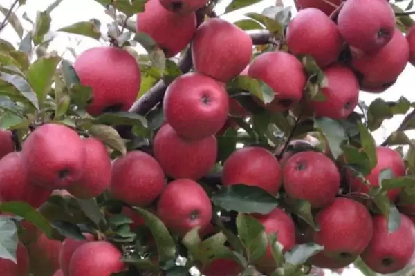 苹果着色技术,从三方面进行插图1 苹果着色技术,从三方面进行插图1