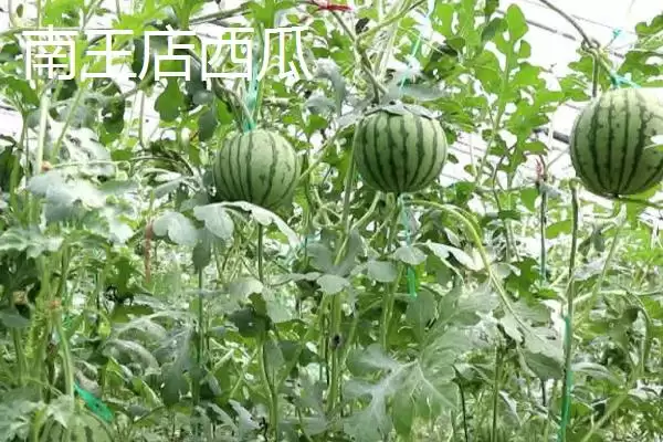 了解山东定陶区特产的方法和重点？养猪与当地特产有哪些关联细节？插图2