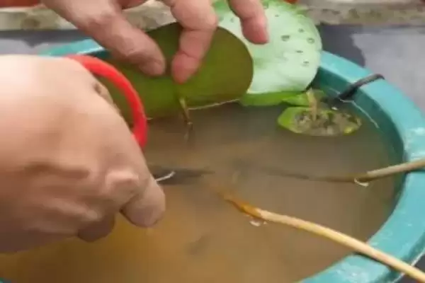 图片[5]-小睡莲无土水培的方法和要点？无土水培小睡莲需掌握哪些关键技巧？-会东网
