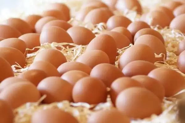 蛋鸡一天生多少个蛋,每天通常产1-2个蛋插图7 蛋鸡一天生多少个蛋,每天通常产1-2个蛋插图7