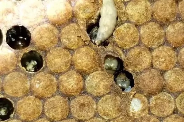 图片[10]-蜂王是如何产生的，分为自然分蜂王、自然交替王、急造王、人工王四种-会东网