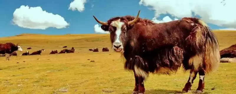 牛应激反应的表现与应对:精神紧张、四处张望的背后原因-会东网